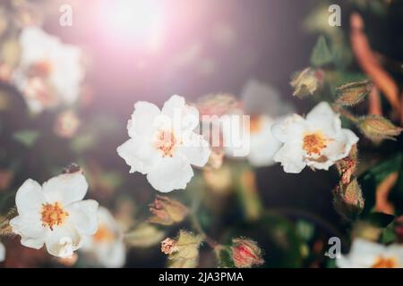 Fiori bianchi di Cistus ladanifer, pianta fiorente nella famiglia Cistaceae alla luce del sole. Rockrose gommose, labdanum, cistus gommoso comune e rockr ad occhio bruno Foto Stock