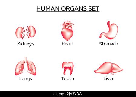 Set di organi umani vettoriali. Il set contiene fegato, reni, polmoni, cuore, stomaco, denti. Medicina, organi interni. Collezione di 3D icone vettoriali Illustrazione Vettoriale