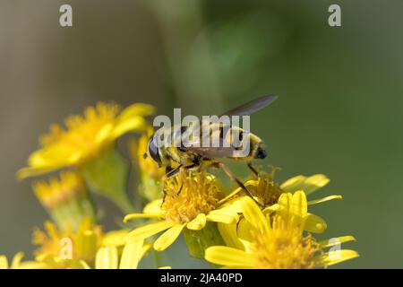 Primo piano di una mosca del hover (possibilmente la florea di Myathropa) che si alimenta sui fiori. Preso vicino a Nose's Point, Seaham, County Durham, Regno Unito Foto Stock