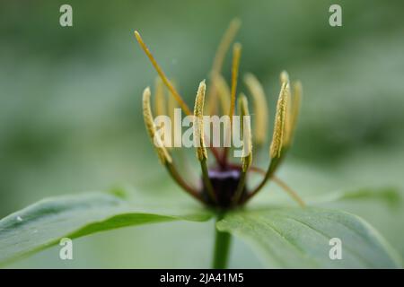 Quadrifolia di Parigi. Fiore primo piano della pianta velenosa, erba-parigi o il nodo di veri amanti. Parigino a quattro foglie. Erba in fiore Parigi Foto Stock