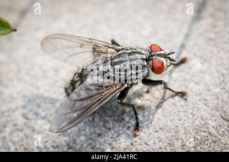 Una mosca (famiglia Sarcophagidae) che si crogiolava su una pietra solare. Preso a Hawthorn Hive, County Durham, Regno Unito. Foto Stock