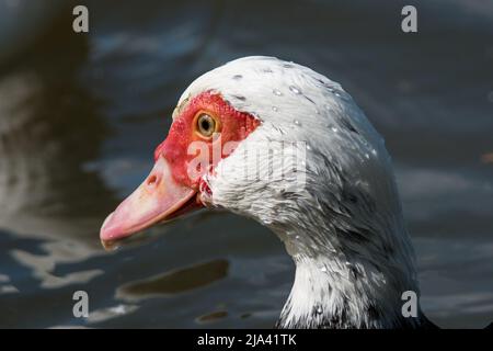 Un'anatra moscovica (Cairina moschata) vicino a Penshaw, Tyne & Wear, Regno Unito Foto Stock