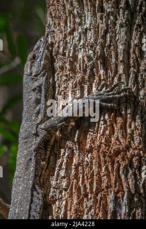 Goanna su un tronco d'albero Foto Stock