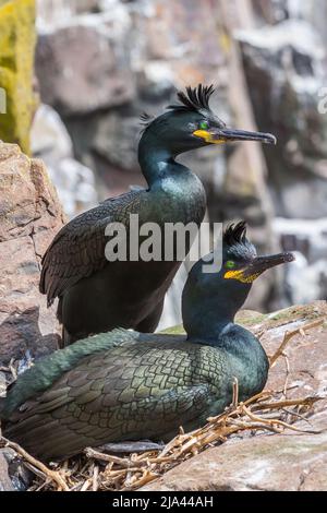 Cormorani, Phalacrocoracidae, Isole Farne Northumberland Regno Unito Foto Stock