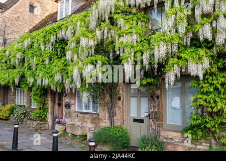 Wisteria floribunda Alba su un cottage in pietra cotswold in primavera. Burford. Cotswolds, Oxfordshire, Inghilterra Foto Stock