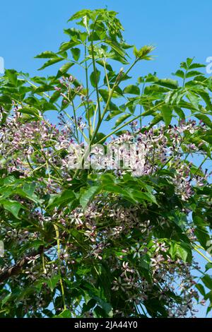 Italia, Lombardia, albero di Chinaberry Bloom, Melia Azedarach Foto Stock