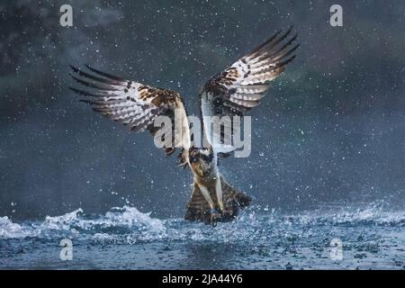 Il falco sul fiume Gwash. OAKHAM, Regno Unito: MAESTOSE fotografie hanno catturato questi incredibili uccelli dello Yorkshire che si innalzano dall'acqua come mitico bei Foto Stock