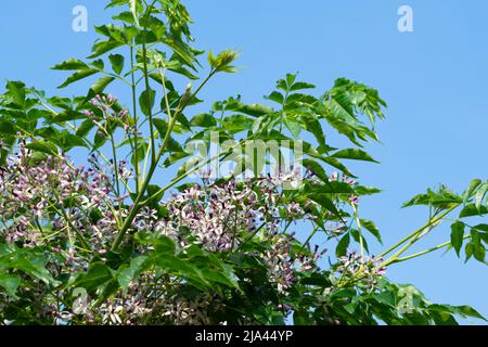 Italia, Lombardia, albero di Chinaberry Bloom, Melia Azedarach Foto Stock