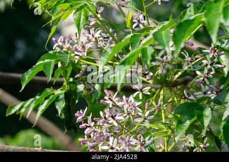 Italia, Lombardia, albero di Chinaberry Bloom, Melia Azedarach Foto Stock