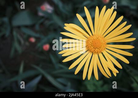 Fiore giallo brillante Doronikum su sfondo sfocato piante Foto Stock