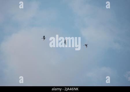 Gruppo di aironi che volano nel cielo blu. Foto di alta qualità Foto Stock