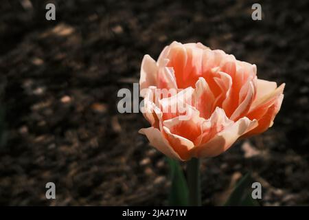 Giardino di fiori, un tulipano di arance seduto in cima a un fiore Foto Stock