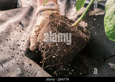 Una sfera pesante della radice su Una pianta di pomodoro che è Poted da Un giardiniere dentro ad Una piantatrice piena di composto Foto Stock