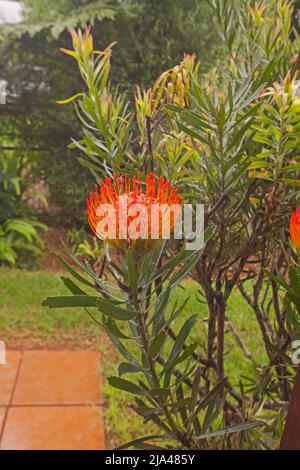 Pincushion Protea (leucospermum cordifolium) in un giardino rurale sudafricano Foto Stock