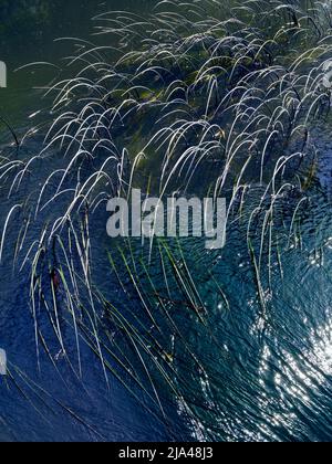 Un'immagine astratta di canne d'acqua e riflessi in Abbey Stream, un piccolo ma bel affluente del Tamigi di Abingdon, così come si unisce al principale Foto Stock