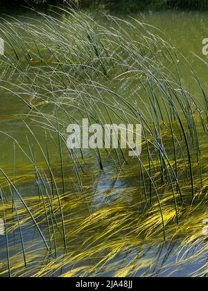 Un'immagine astratta di canne d'acqua e riflessi in Abbey Stream, un piccolo ma bel affluente del Tamigi di Abingdon, così come si unisce al principale Foto Stock