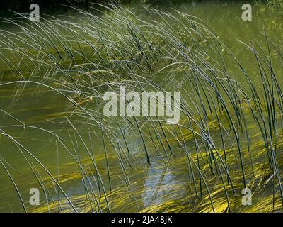 Un'immagine astratta di canne d'acqua e riflessi in Abbey Stream, un piccolo ma bel affluente del Tamigi di Abingdon, così come si unisce al principale Foto Stock