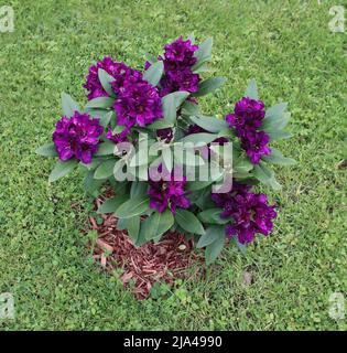 Un rododendro Polarnacht nano in fiore Foto Stock