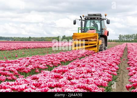Trattore che raccoglie tulipani sul campo. Questi tulipani sono cresciuti per i bulbi, ecco perché i fiori sono rimossi e la lampadina può continuare a crescere Foto Stock