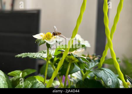 Hover Fly, Sphaerophoria scripta, on a strawberry flower collecting nectar Foto Stock