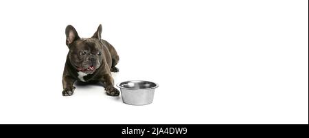 Ritratto di giovane cane, nero di colore francese bulldog mangiare da ciotola isolato su sfondo bianco. Concetto di attività, animali domestici, cura, veterinario, amore, animale Foto Stock