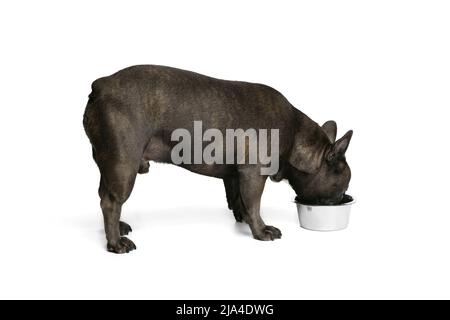 Ritratto di giovane cane, nero di colore francese bulldog mangiare da ciotola isolato su sfondo bianco. Concetto di attività, animali domestici, cura, veterinario, amore, animale Foto Stock