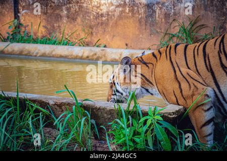 Una grande tigre bengala bere acqua in uno zoo Foto Stock
