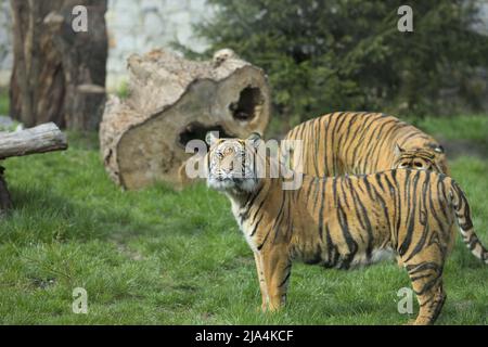 Tiger guardando il fotografo nello zoo di Wrocław, il più antico giardino zoologico della Polonia. Foto Stock