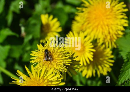 Dentelioni gialli. Fioritura di dandelioni su un prato verde all'inizio di maggio. Foto Stock