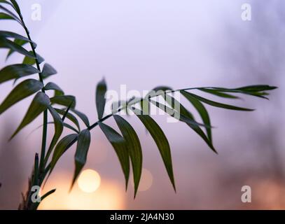 Un ramo di palma verde con sfondo sfocato. Primo piano. Foto Stock