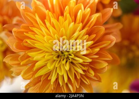 due tonalità arancio e giallo dahlia Foto Stock