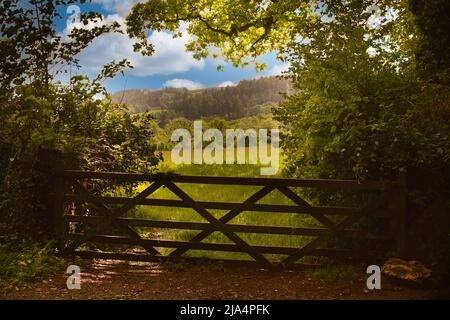 Vista attraverso un campo a cinque bar cancello in un prato inglese spiritoso con l'immagine incorniciata da alberi in foglia Foto Stock