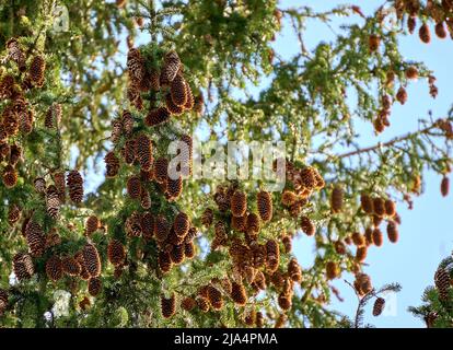 Rami di abete rosso verde con aghi e molti coni. Abete. Foto Stock