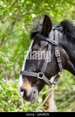 ritratto di cavallo di colore nero Foto Stock