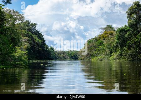 Amazon Rainforest Riverbank. Naviga lungo il fiume Yanayacu nella giungla amazzonica, vicino a Iquitos, Perù. Sud America. Foto Stock