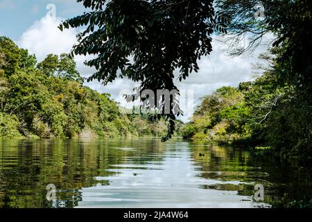 Amazon Rainforest Riverbank. Naviga lungo il fiume Yanayacu nella giungla amazzonica, vicino a Iquitos, Perù. Sud America. Foto Stock