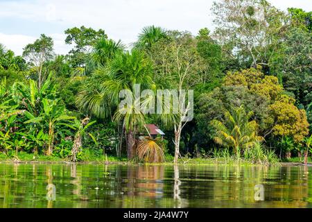 Amazon Rainforest Riverbank. Naviga lungo il fiume Yanayacu nella giungla amazzonica, vicino a Iquitos, Perù. Sud America. Foto Stock