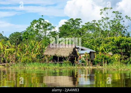 Amazon Rainforest Riverbank. Naviga lungo il fiume Yanayacu nella giungla amazzonica, vicino a Iquitos, Perù. Sud America. Foto Stock