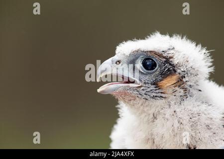 Un uccello peregrino Falcon (Falco Peregrinus) giovane che ottiene l'uccello bandito. Foto Stock