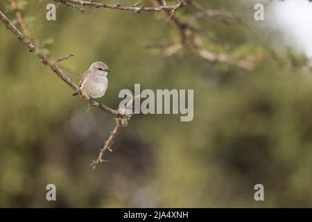 Un Flycatcher grigio africano (Melaenornis microrhynchus) arroccato su un ramo. Foto Stock