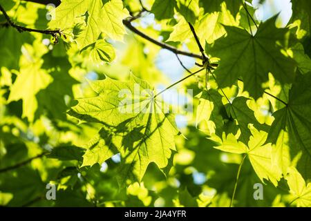Verde fresco verde Norvegia foglie di acero in bella vivida natura sfondo. Platanoidi Acer. Primo piano di primavera soleggiato foglie lussureggianti e giocose ombre. Foto Stock