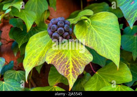 L'edera Hedera helix è un sempreverde pianta rampicante cresce alta dove opportune superfici (alberi, scogliere, pareti) sono disponibili Foto Stock