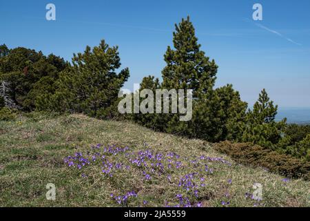 Violetti selvatici nei monti Juras in Francia Foto Stock