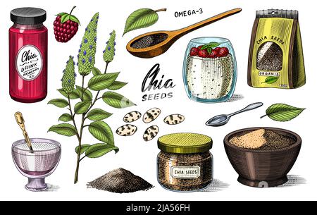 Pianta di Chia e semi. Salvia hispanica. Confezione di spezie, cucchiaio di legno, tazza da dessert e budino. Una manciata di condimento e una bottiglia di vetro. Incisa Illustrazione Vettoriale