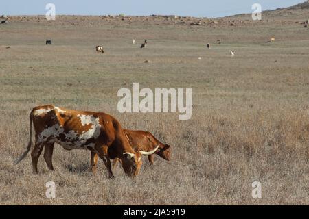 Longhorn e vitello pascolo sulle pianure Foto Stock
