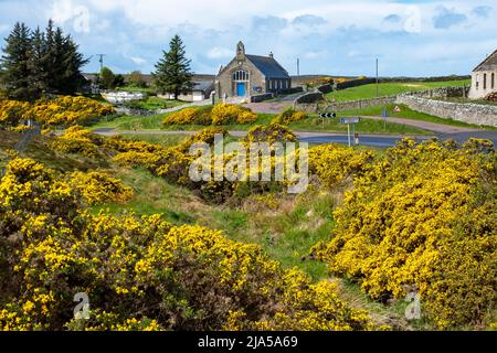 Gorse in piena fioritura vicino alla chiesa di Strathy, villaggio di Strathy, Sutherland, Scozia. Foto Stock
