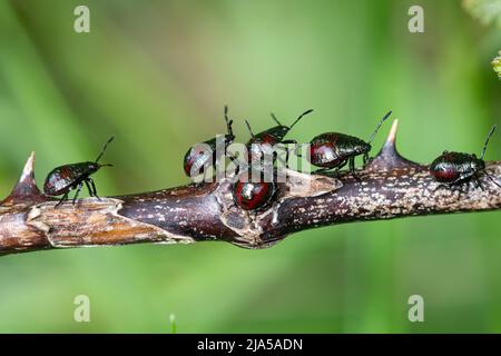 Ninfe schermanti con guglie (Picromerus bidens) su un gambo in un bosco del Surey, Inghilterra, Regno Unito, durante maggio Foto Stock