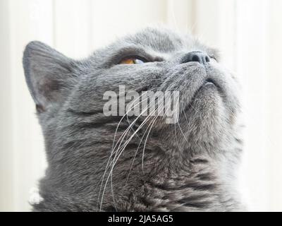 vista ravvicinata al gatto grigio britannico shorthair Foto Stock