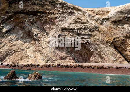 Leoni marini sulla spiaggia nelle Isole Ballestas, Paracas National Park, Ica Region, Peru. Foto Stock