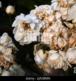 Primo piano della fioritura bianca appassita della rosa. Messa a fuoco selettiva. Fotografie quadrate. CopySpace. Foto Stock